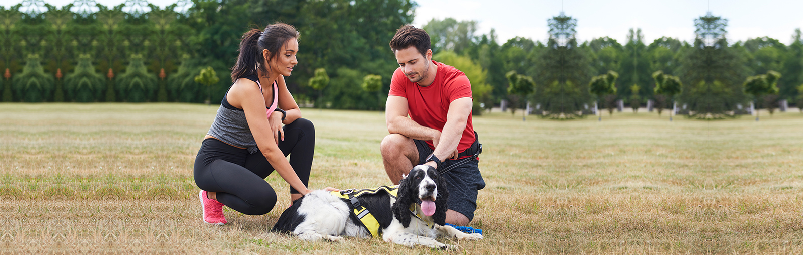  Work with your dog   to improve its behavior